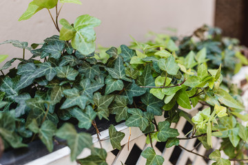 Garden concept of english ivy plant in pot on the balcony, Hedera helix