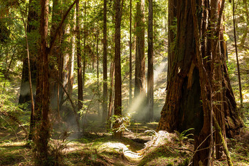 Coastal fog drifts through a dense redwood grove in Northern California - 286936683