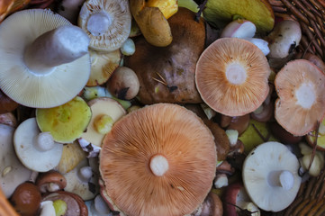 Freshly picked forest mushrooms in a wicker basket top view.