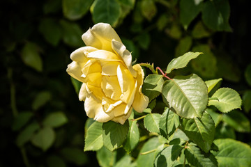 Rose flower closeup. Shallow depth of field. Spring flower of yellow rose