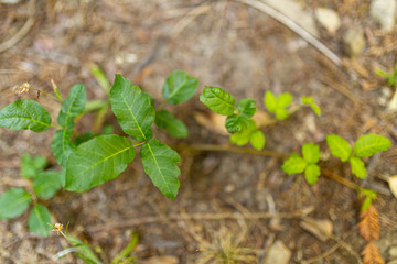 Obraz premium Poison oak grows on the floor of a California canyon
