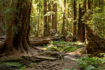 Afternoon sunlight filters through the canopy of a coast redwood grove in summer