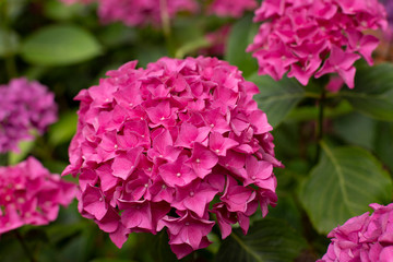 pink flower close up 
