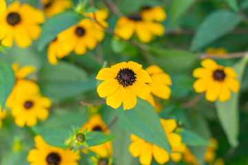 Beautiful background of small yellow flowers, on a background of green foliage