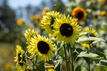 Big healthy sunflowers bloom in summer on a California farm