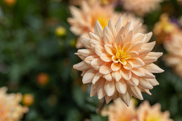 Huge dahlia flowers bloom in a California field