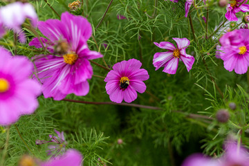 Bees collect pollen from colorful cosmos flowers in a California field