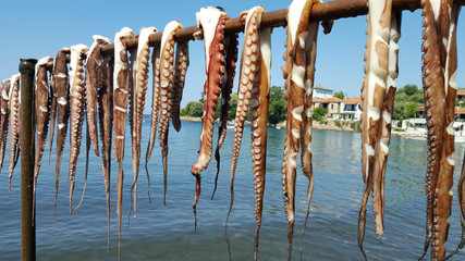 Hanging octopus drying under the sun