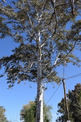 eucalyptus tree