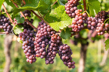 Rote Weintrauben an der Rebe im Spätsommer