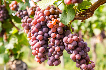 Rote Weintrauben an der Rebe im Spätsommer