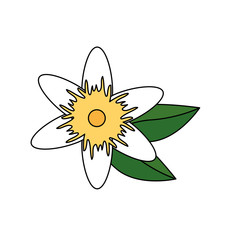 beautiful flower with leafs garden decorative icon