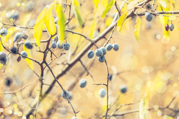 Blackthorn  with blue berry on the branch, warm sunny light, shallow depth of the field.