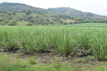 Sugarcane monoculture with a beautiful view of the mountains.