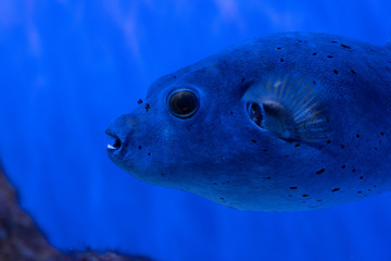 The fish is highly toxic, but despite this or perhaps because of it, it is considered a delicacy in...