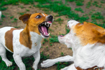 two dogs are fighting on the street. Agressive dogs. Dog attack.