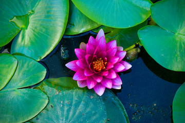  purple water lily on a natural background of green leaves