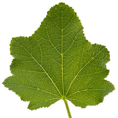 Green leaf of mallow, isolated on white background