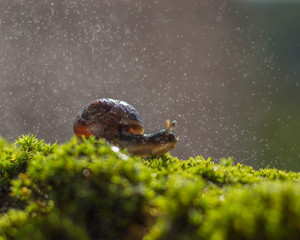 The snail on the green moss under the water drops. Bokeh in the background