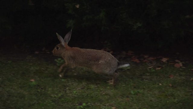 Wild Rabbit Running 4K video footage