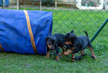 German Pinscher Puppies