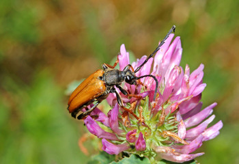 cerambice floricolo (Stictoleptura rubra, maschio)