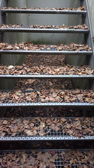 Herbstlaub auf Treppe