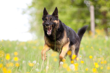 Aggressiver Hund rennt frontal mit offenem Maul, Hund greift an. Schäferhund beißt 	