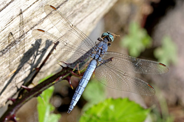 libellula azzurra (Orthetrum brunneum, maschio)