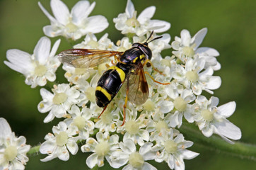 mosca floricola nera e gialla (Chrysotoxum bicinctum)