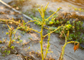 Leaves Of Potato With Diseases. Plant Of Potato Stricken Phytophthora (Phytophthora Infestans) In the field. Close Up. vegetables. farm agriculture. crop failure
