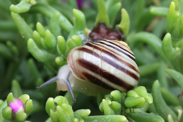 chiocciola striata (Cepaea hortensis)