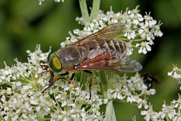 grande mosca dagli occhi verdi (Philipomyia aprica)