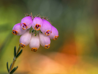 A splash of colors. Tiny beautiful flowers against a colorful background.