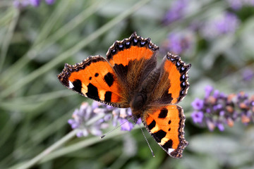 vanessa dell'ortica (Aglais urticae)