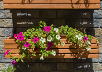 Decorative boxes with beautiful flowers on the wall. Rosa Khutor