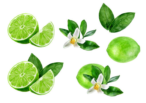 Lime set watercolor illustration isolated on white background