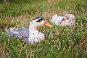 Duck sitting in the grass