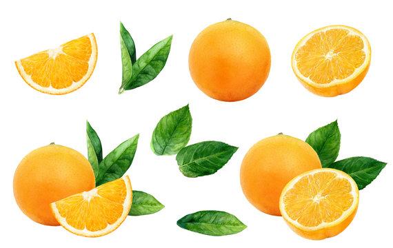 Orange set watercolor illustration isolated on white background