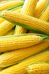 Fresh corn on the cobs. Summer healthy vegetables.