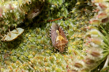 cimice bruna (Dolycoris baccarum)