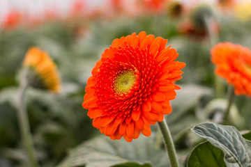 Blume im Gewächshaus