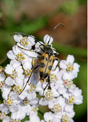 coleottero floricolo (Judolia cerambyciformis)