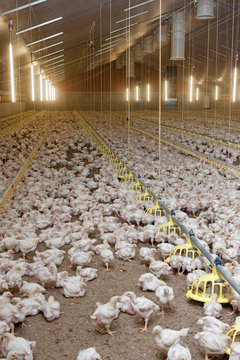 Poultry. Chicklets. Chicken. Stable. Farming. 