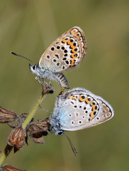 farfalline in accoppiamento (Plebeius argus)