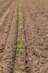 Versuchsfeld mit Zuckerrüben nach mechanischer Unkrautbekämpfung