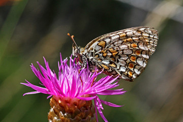 farfalla (Melitaea phoebe) a riposo su centaurea