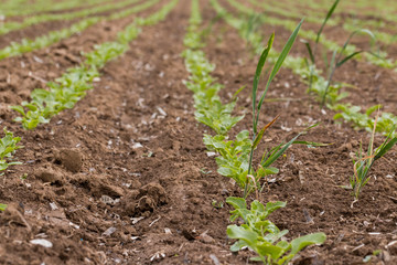 Versuchsfeld mit Zuckerrüben