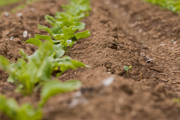 Versuchsfeld mit Zuckerrüben