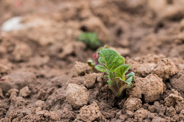 Kartoffel Keimling auf einem Versuchsfeld